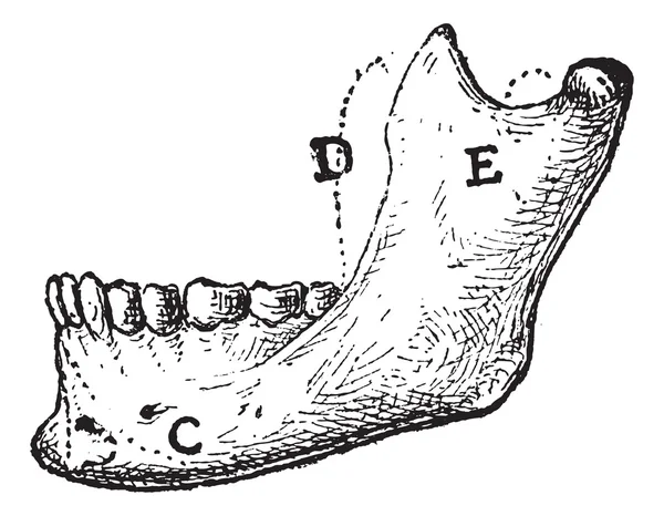 ひと下顎骨、ヴィンテージの彫刻 — ストックベクタ
