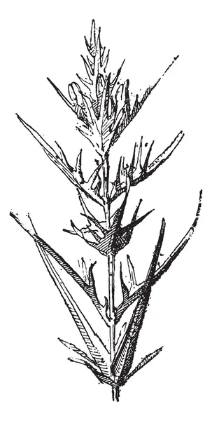 Vaca-trigo ou Melampyrum sp., gravura vintage — Vetor de Stock