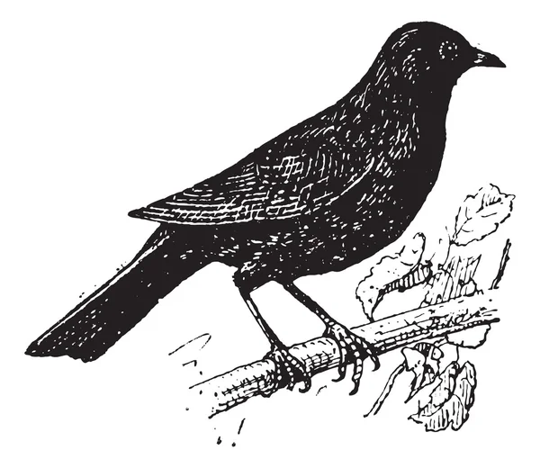 Common Blackbird ou Turdus merula, gravura vintage —  Vetores de Stock