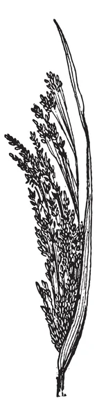 Ortak darı veya panicum miliaceum, antika gravür — Stok Vektör