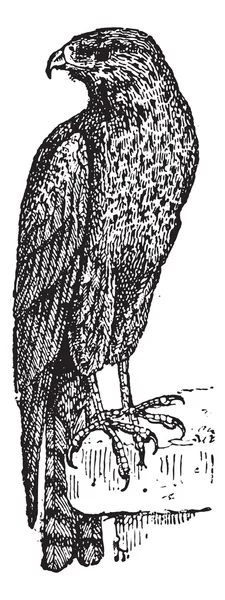 Kite or Milvinae sp. or Elaninae sp., vintage engraving — Stock Vector