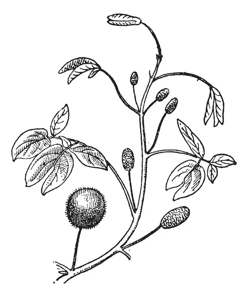 Mimosa o Mimosa sp., grabado vintage — Archivo Imágenes Vectoriales