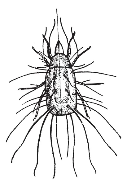 Flour Mite or Acarus siro, vintage engraving — Stock Vector