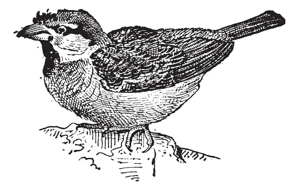 Sparrow atau Passer sp., ukiran antik - Stok Vektor