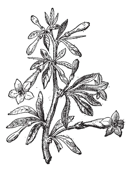 Wolfberry (Lycium europaeum) or goji berry flower and plant, vin — Stock Illustration Wolfberry (Lycium europaeum) or goji berry flower and plant, vin Royalty Free Stock Illustrations