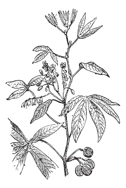 Cassava or Manihot esculenta, vintage engraving — Stock Illustration Cassava or Manihot esculenta, vintage engraving Royalty Free Stock Vectors