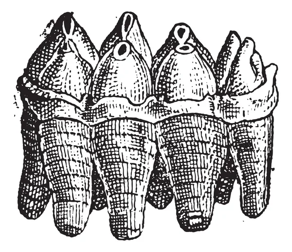 mastodonte desenho