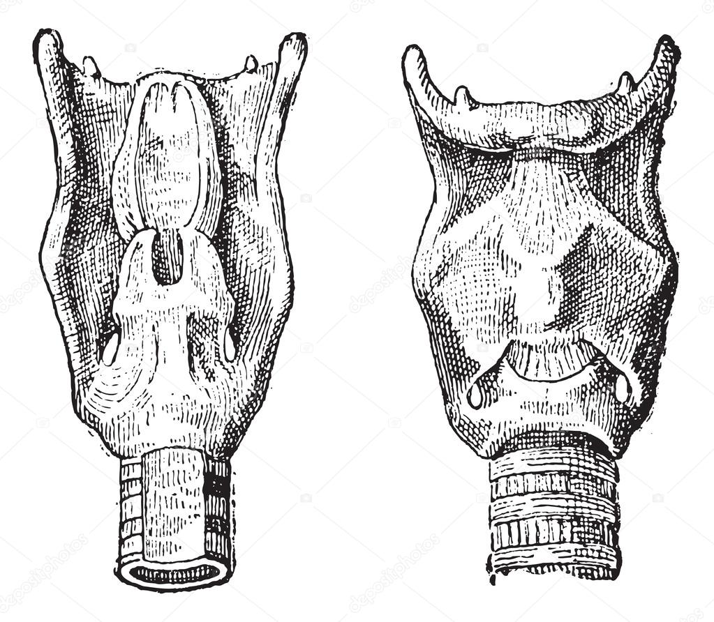 Voice Box or Larynx, vintage engraving