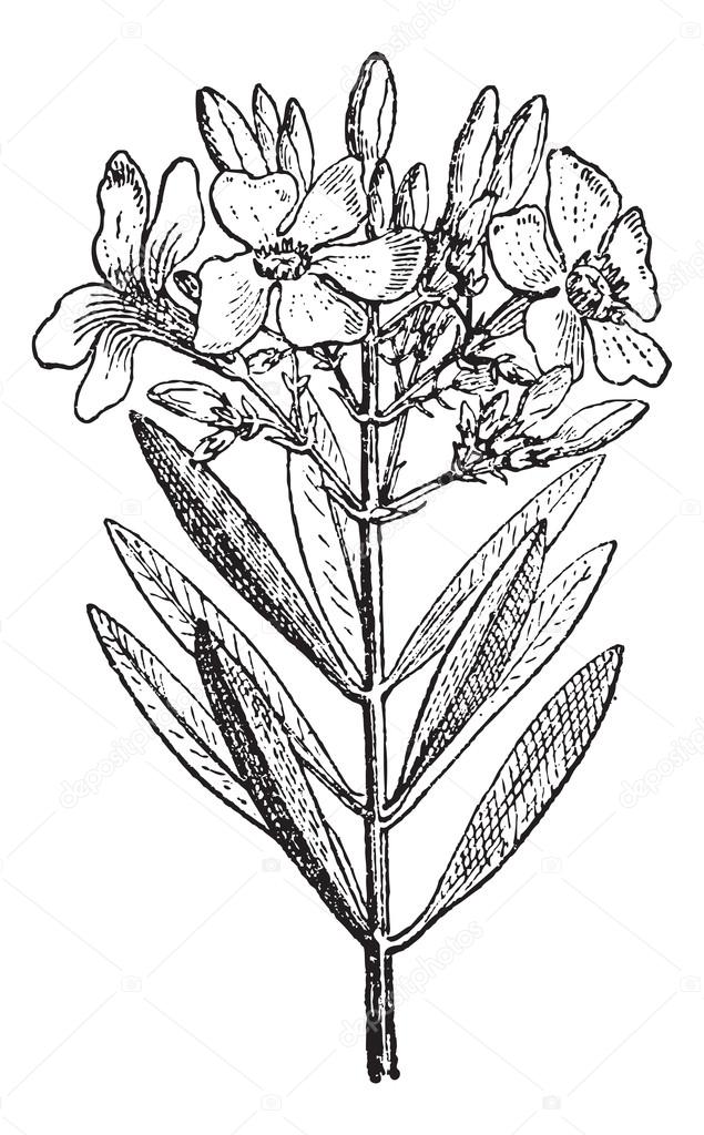 Oleander or Nerium oleander, vintage engraving