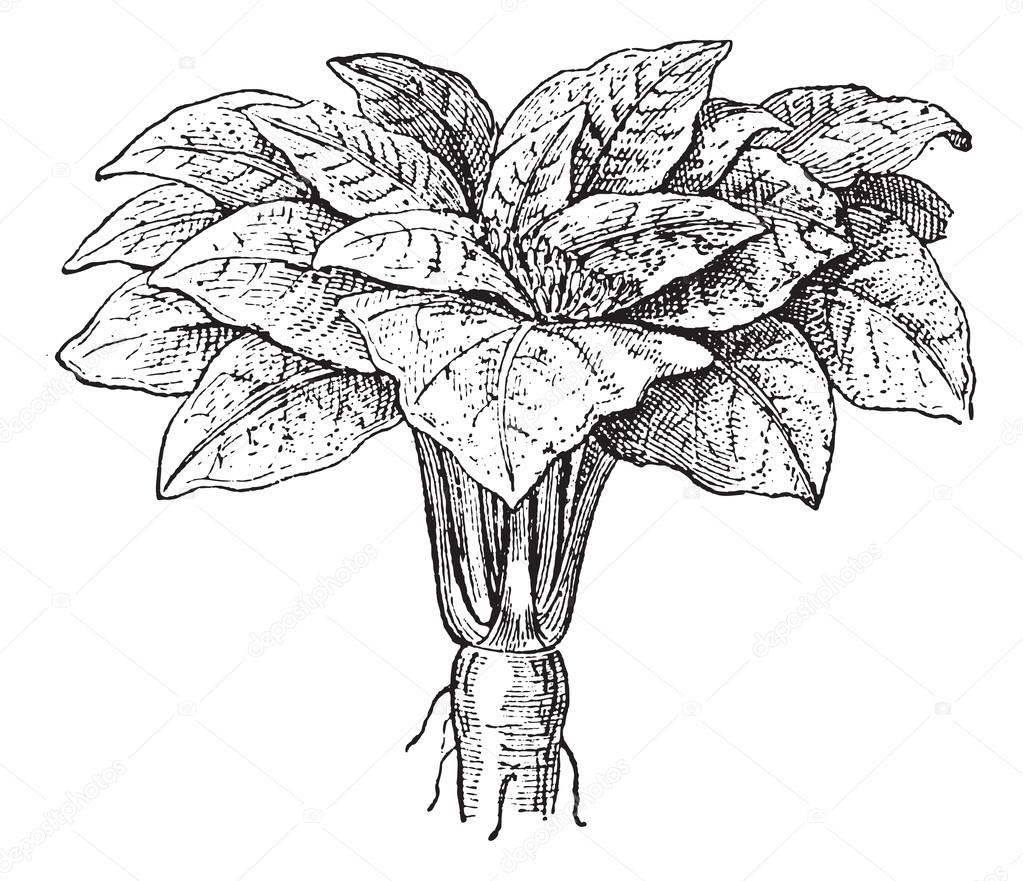 Mandragora Stock Vector Images - Alamy