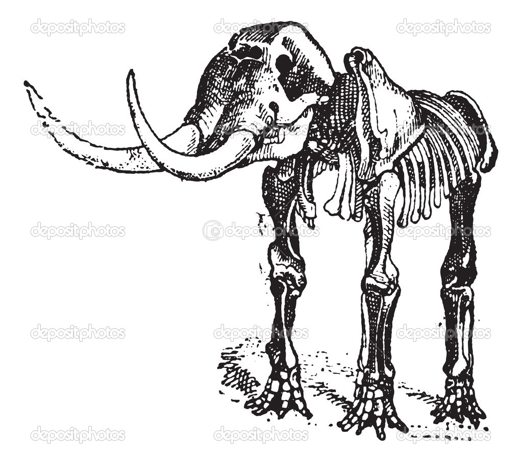Mastodon or Mammut sp., vintage engraving
