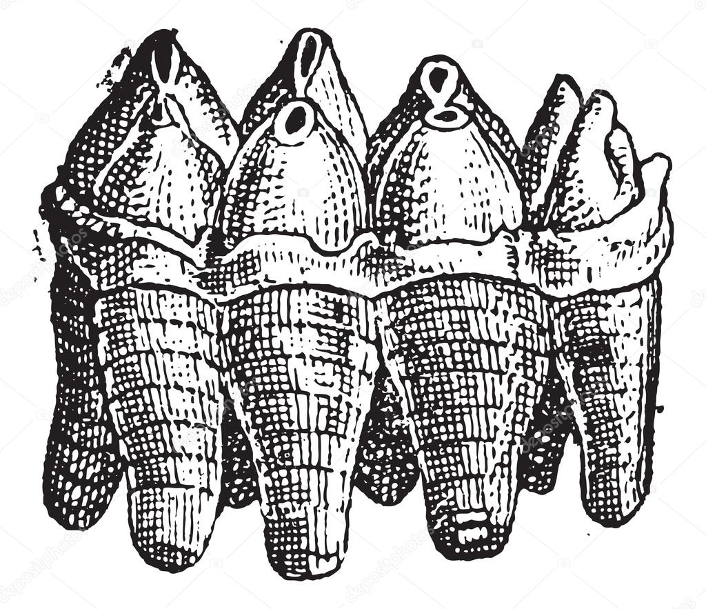 Mastodon Upper Molar, vintage engraving