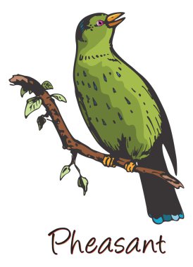 Sülün, renkli çizimi