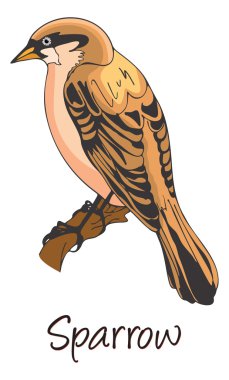 Sparrow, Color Illustration clipart