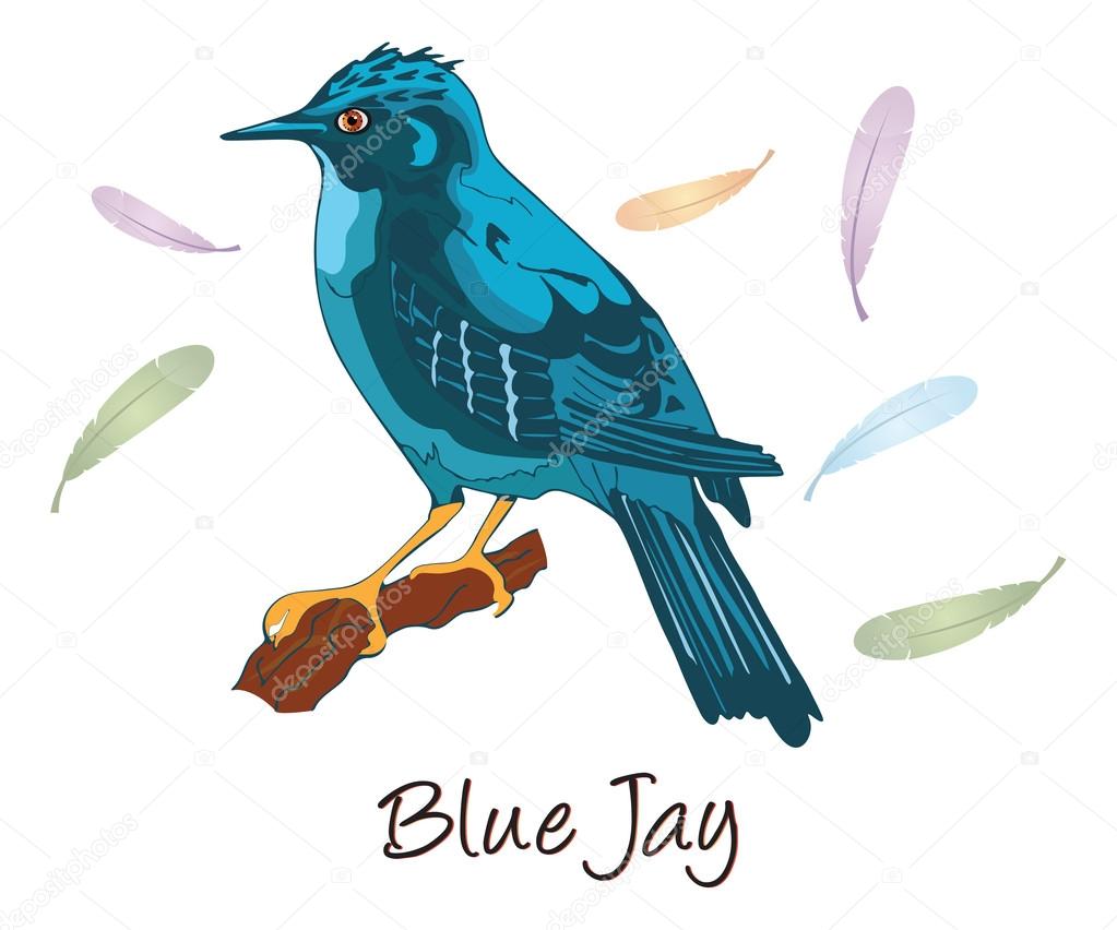 Blue Jay, Color Illustration
