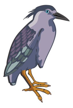 gece balıkçılı veya nycticorax sp., illüstrasyon