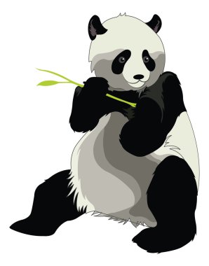 dev panda veya ailuropoda melanoleuca, illüstrasyon