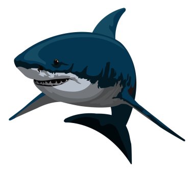 Shark, illustration clipart