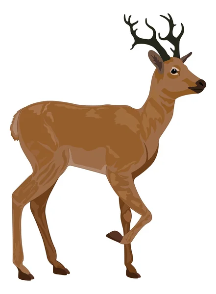 Deer, illustration — Stock Vector