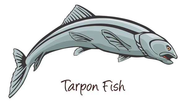 Tarpon, barevné ilustrace — Stockový vektor