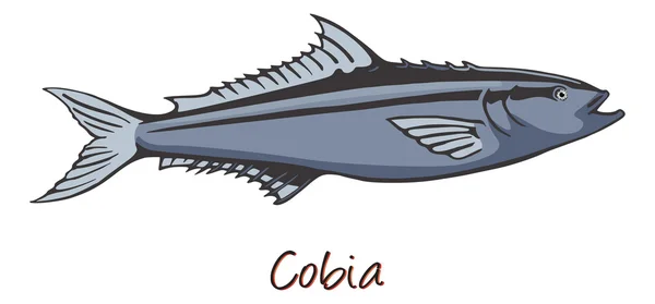 Cobia, Color Illustration — Stock Vector