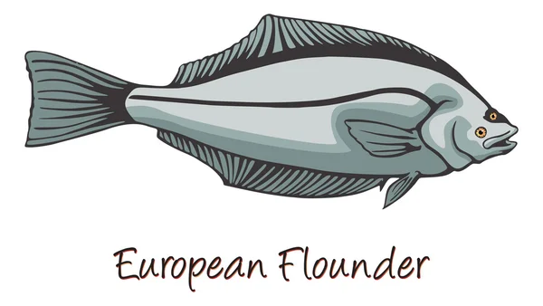 European Flounder, Color Illustration — Stock Vector