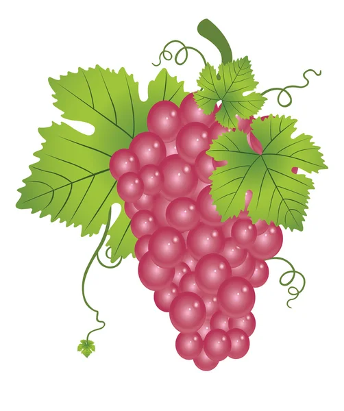 Red Grapes, illustration — Stock Vector