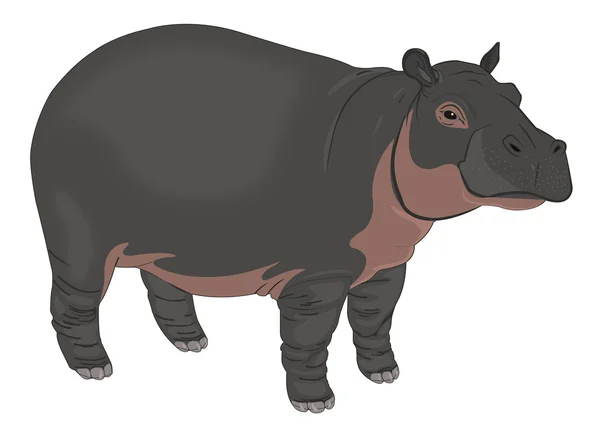 Flodhäst eller hippopotamus amphibius, illustration — Stock vektor