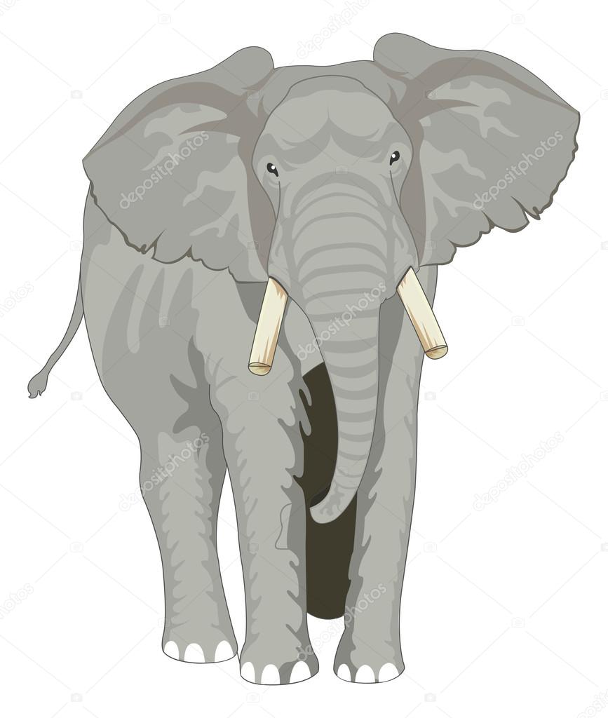 Front Facing Elephant Drawing Elephant Illustration Stock Vector C Morphart 16190455