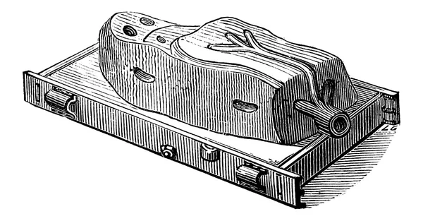 Molde, gravura vintage — Vetor de Stock