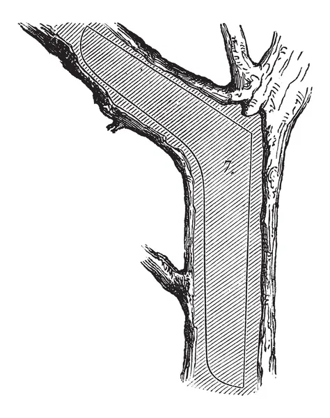 Wie ein Baum zu Schnittholz wird - Riegel, Vintage-Gravur — Stockvektor