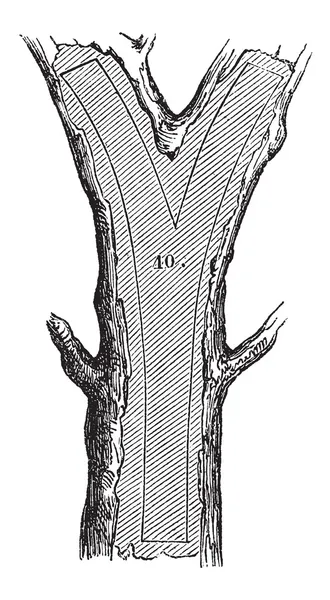 Wie ein Baum zu Bauholz wird - Gabel, Vintage-Gravur — Stockvektor