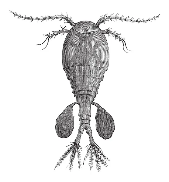 민물 Copepod 또는 키 클 롭 스 sp., 빈티지 조각 — 스톡 벡터