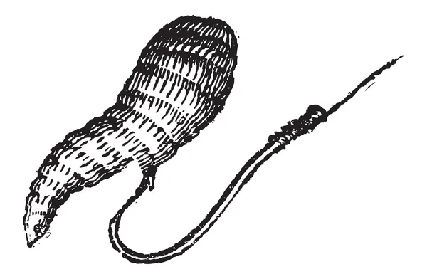 Crochet à poisson simple avec appât, gravure vintage — Image vectorielle