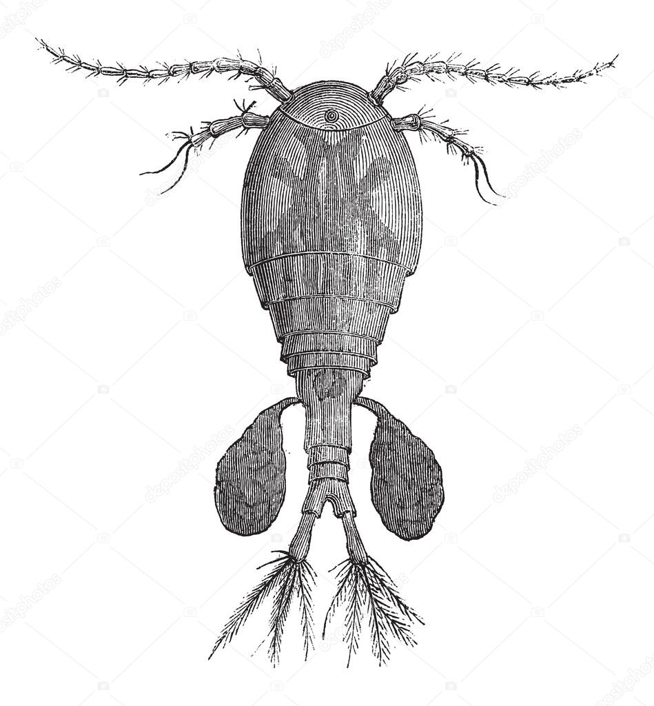 Freshwater Copepod or Cyclops sp., vintage engraving