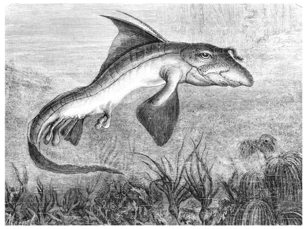 Sea Chimera or Chimaera, vintage engraving — Stock Photo, Image