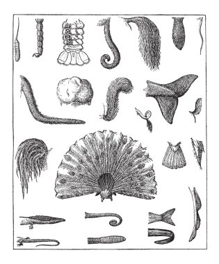 Various Tails, vintage engraving clipart