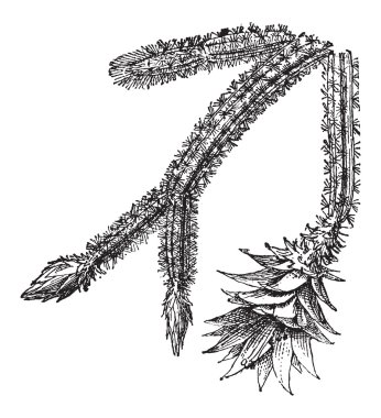 Night-blooming Cereus or Acanthocereus tetragonus, vintage engra clipart