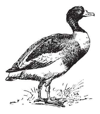 yaygın shelduck veya tadorna tadorna, antika gravür