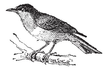 siyah ve sarı tanager veya chrysothlypis chrysomelas, vintage e