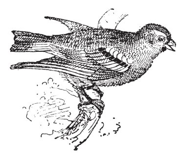gravürü carduelis pinus, vintage veya Çam isketesi