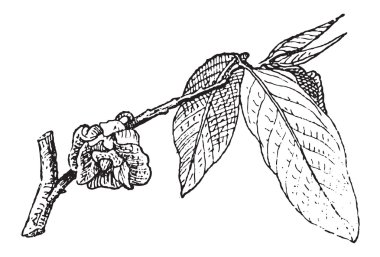 ortak papaya veya asimina triloba, antika gravür