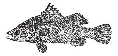 Variola veya variola sp., antika gravür