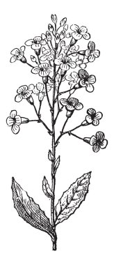 Dame's roket ya da hesperis matronalis, antika gravür