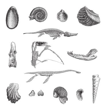 Jurrasic fauna, vintage gravure