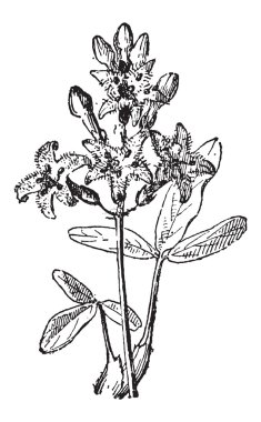 Bataklık fasulye veya buckbean veya menyanthes trifoliata, antika gravür