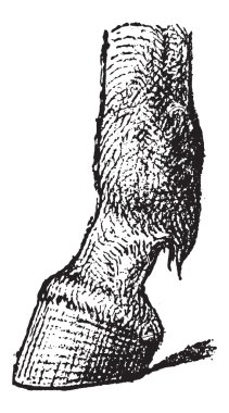 fetlock, antika gravür
