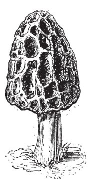 Morel veya morchella sp., antika gravür