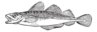 Cod, antika gravür