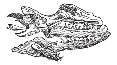 Mosasaur, antika gravür